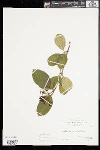 Viburnum cassinoides image