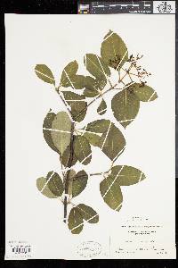 Viburnum cassinoides image