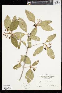 Viburnum cassinoides image