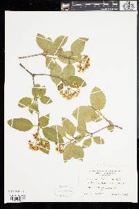 Viburnum cassinoides image