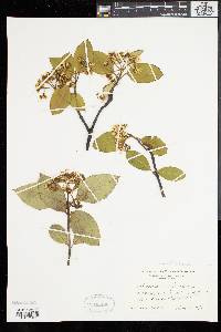 Viburnum cassinoides image