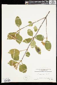 Viburnum cassinoides image