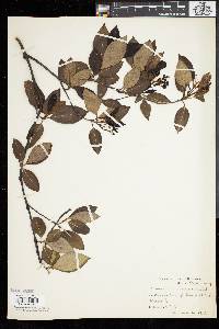 Viburnum cassinoides image