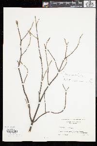 Viburnum cassinoides image