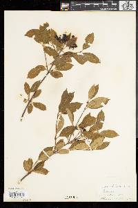 Viburnum cassinoides image