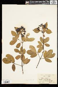 Viburnum cassinoides image