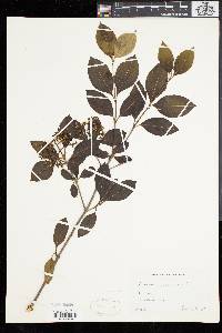 Viburnum cassinoides image