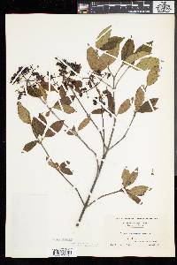 Viburnum cassinoides image