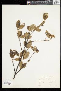 Viburnum cassinoides image