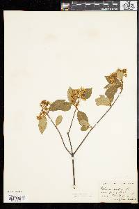 Viburnum cassinoides image
