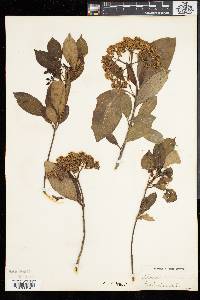 Viburnum cassinoides image