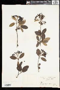 Viburnum cassinoides image