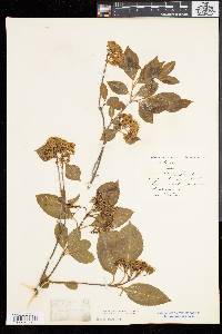 Viburnum cassinoides image