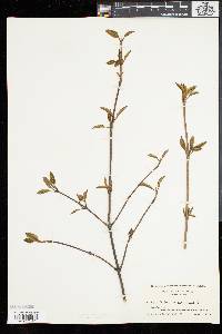 Viburnum cassinoides image