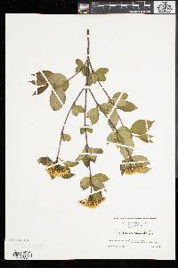 Viburnum cassinoides image