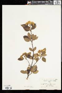 Viburnum cassinoides image