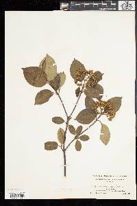 Viburnum cassinoides image