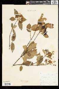 Viburnum cassinoides image