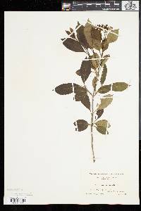 Viburnum cassinoides image