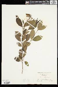 Viburnum cassinoides image