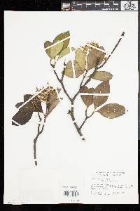 Viburnum cassinoides image