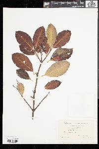 Viburnum cassinoides image