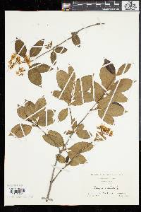 Viburnum cassinoides image