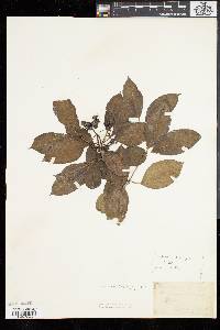 Viburnum cassinoides image