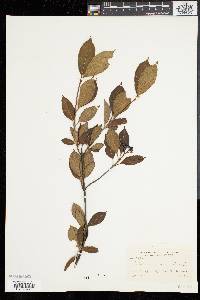 Viburnum cassinoides image