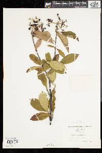 Viburnum cassinoides image