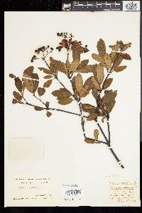 Viburnum cassinoides image