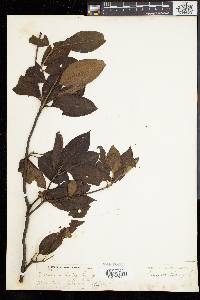 Viburnum cassinoides image