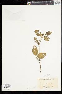 Viburnum cassinoides image