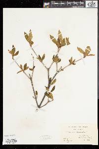 Viburnum cassinoides image