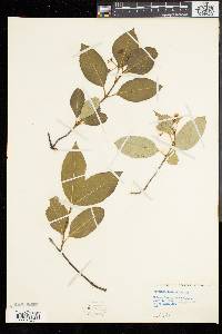 Viburnum cassinoides image