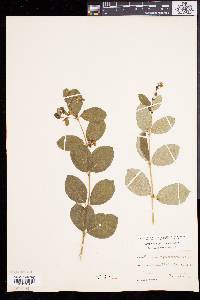 Symphoricarpos rivularis image