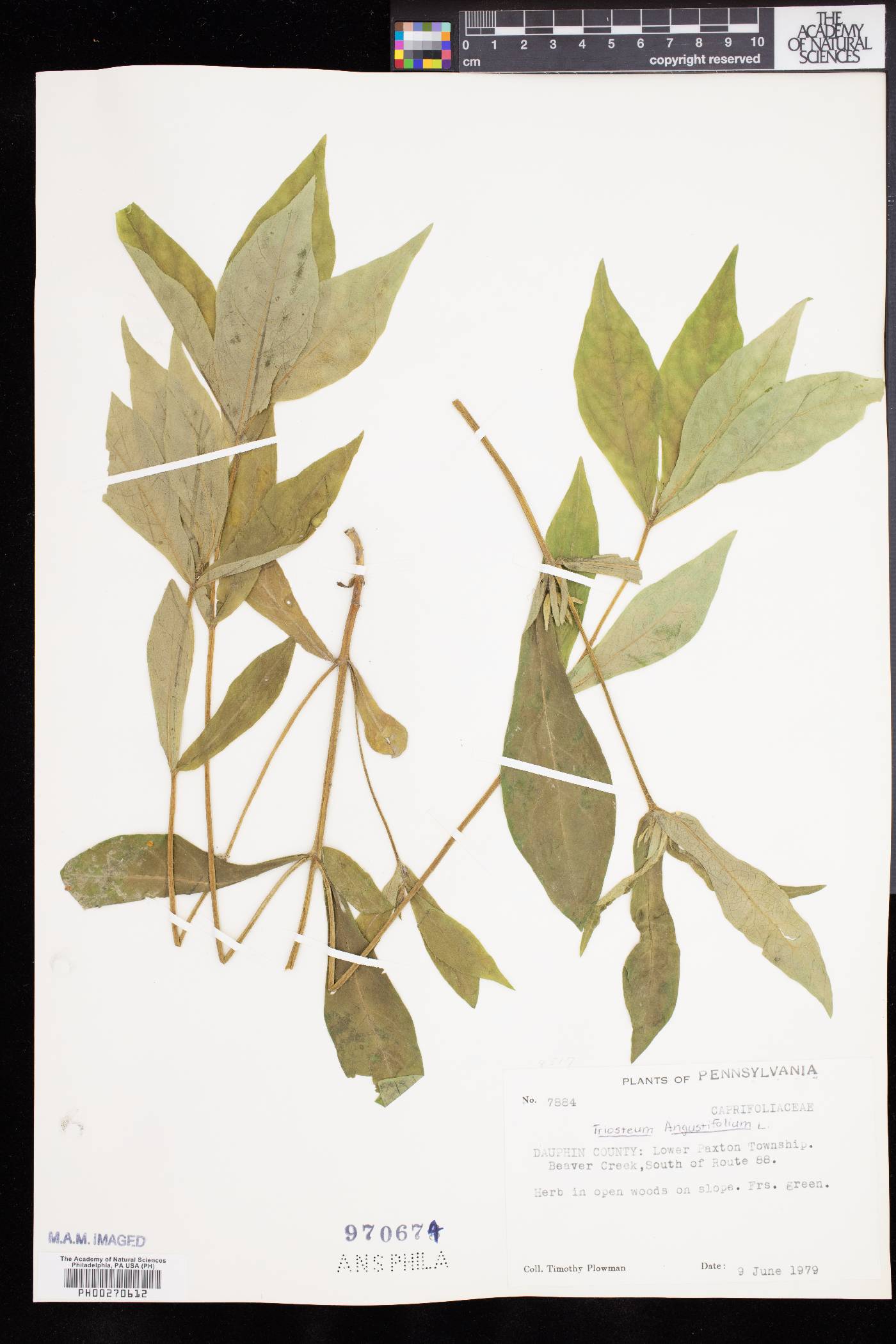 Triosteum angustifolium image