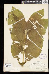 Triosteum aurantiacum var. glaucescens image