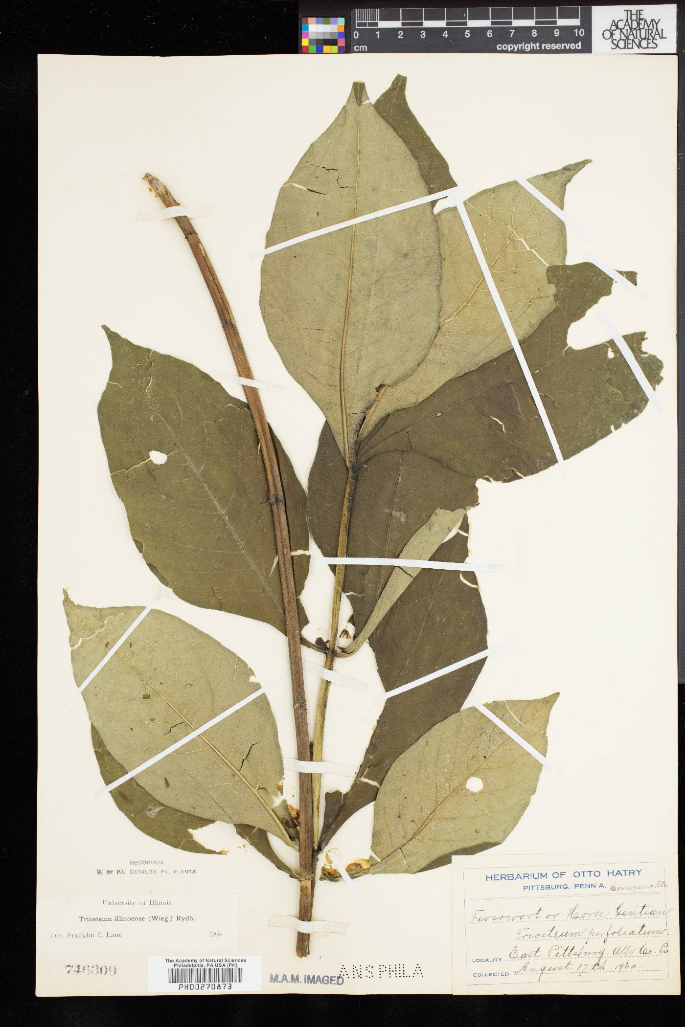 Triosteum illinoense image