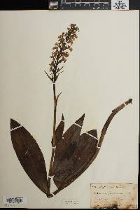 Habenaria fimbriata image