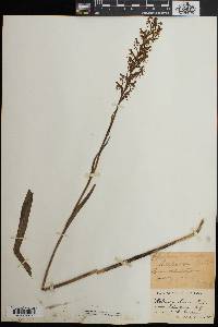 Platanthera lacera image