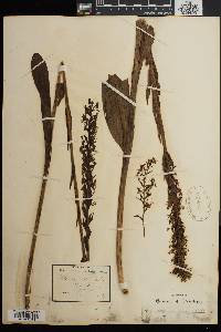 Platanthera lacera image