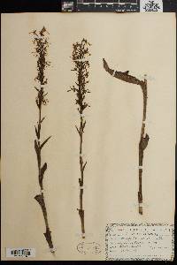 Platanthera lacera image