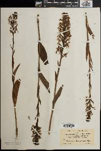 Platanthera lacera image