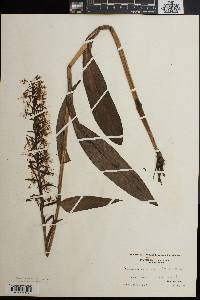 Platanthera lacera image