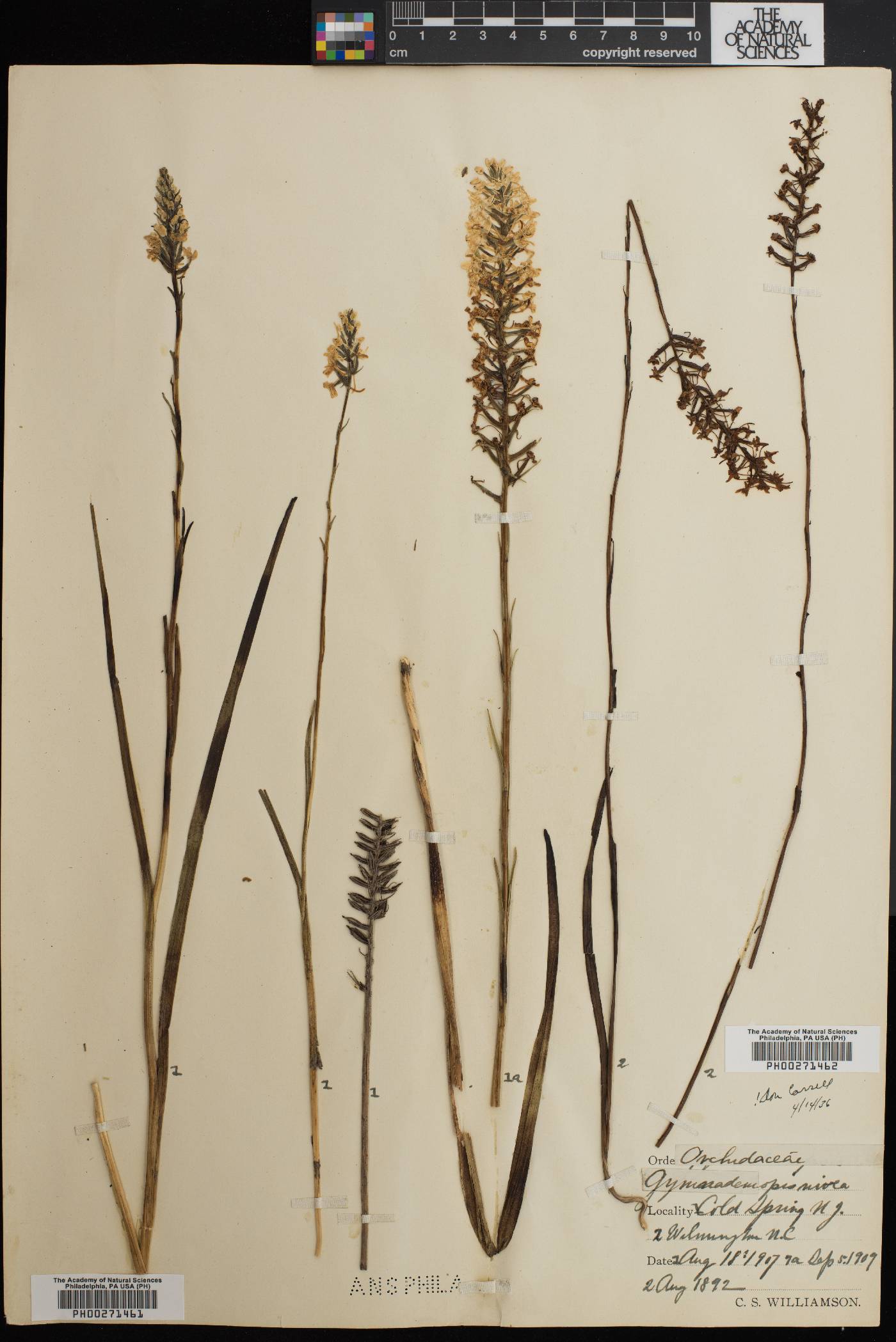 Gymnadeniopsis nivea image