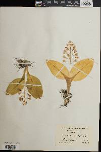 Liparis liliifolia image