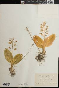 Liparis liliifolia image