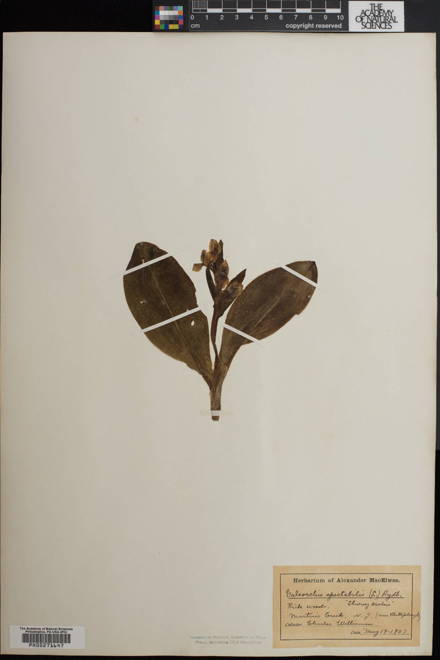 Galeorchis spectabilis image