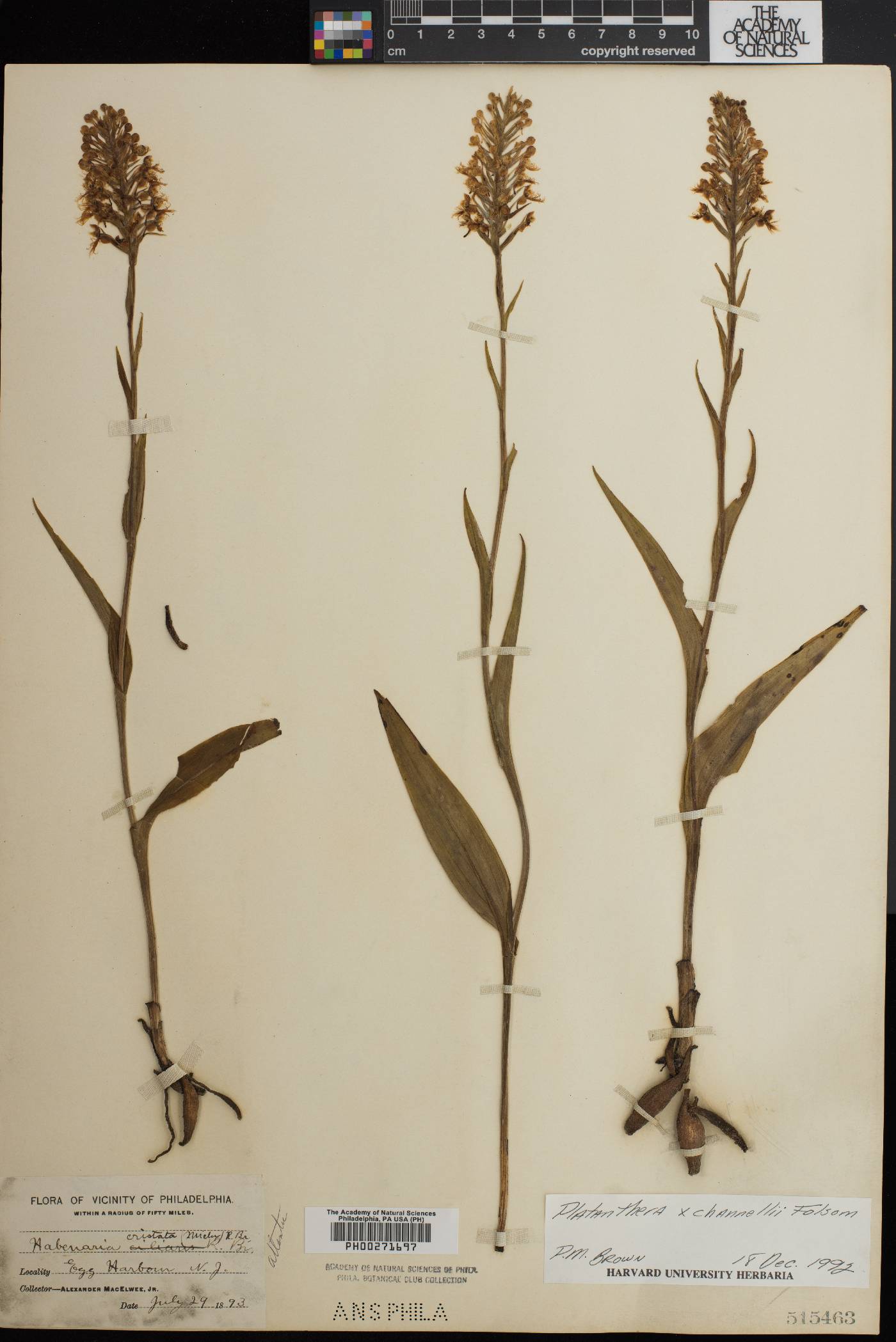 Platanthera x channellii image